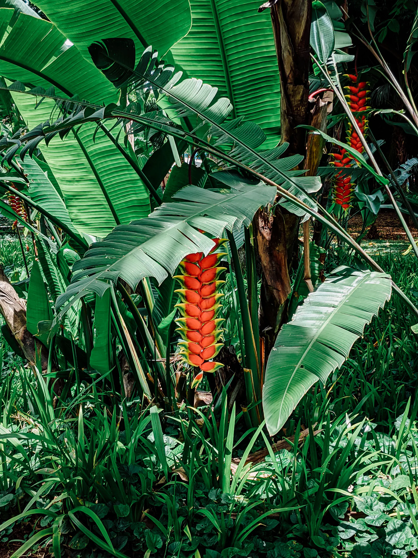 Lobster claw heliconia providing layered color in the waterfront beds