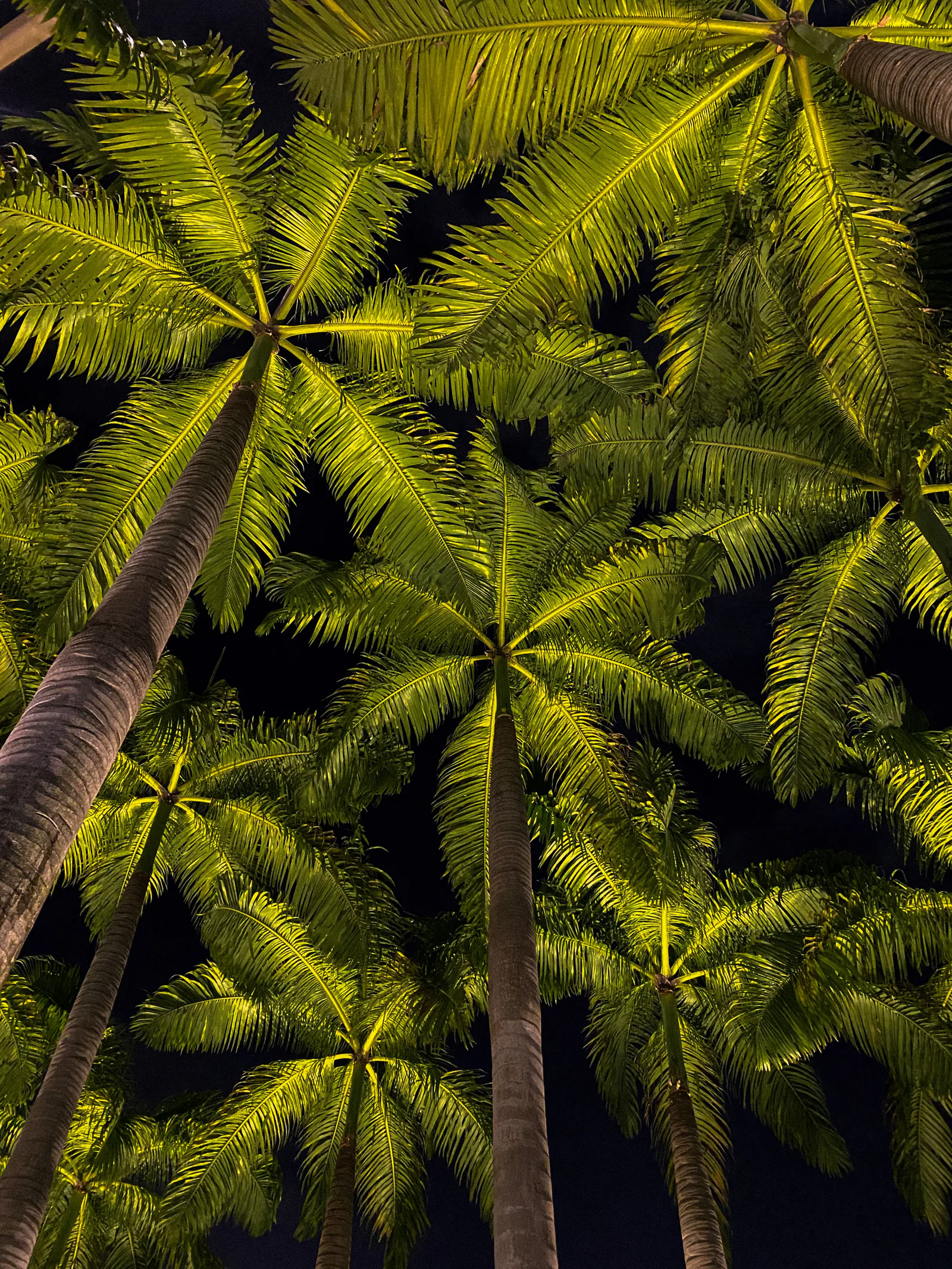 Palm trees and garden beds glowing under warm landscape lighting at night