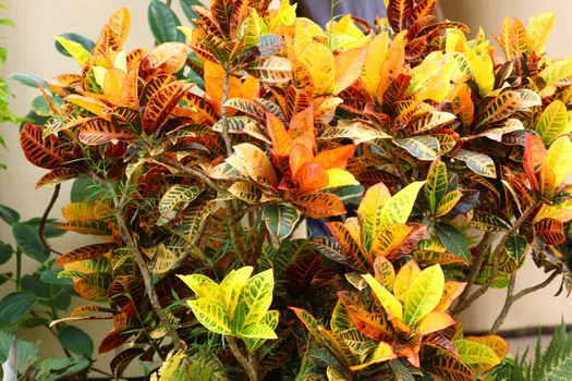 Crotons