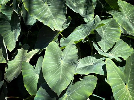 Elephant Ears