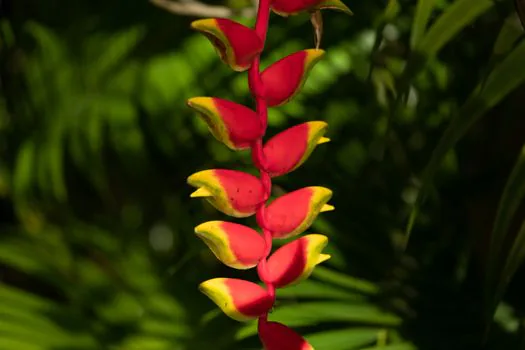 Lobster Claw