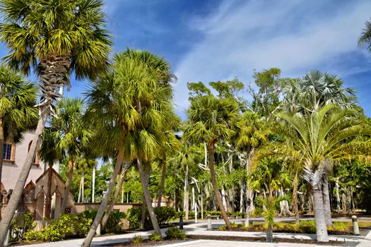 Palms