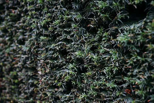 Podocarpus