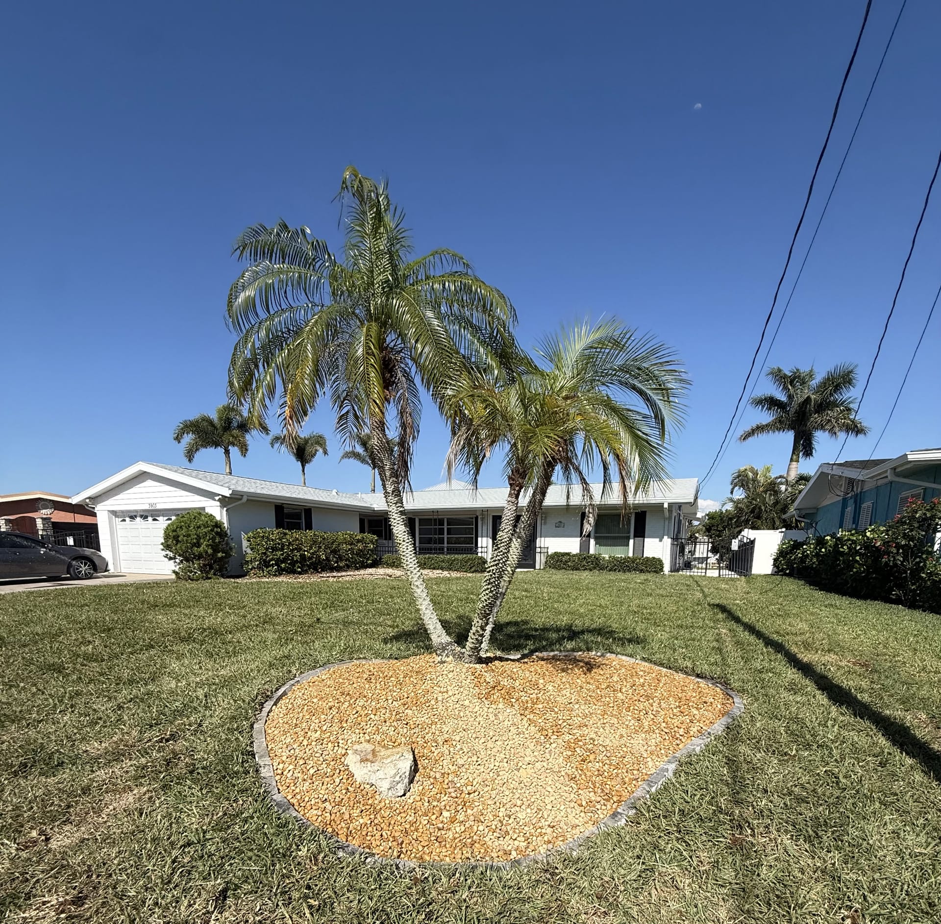Front yard with newly installed palm trees and fresh beds