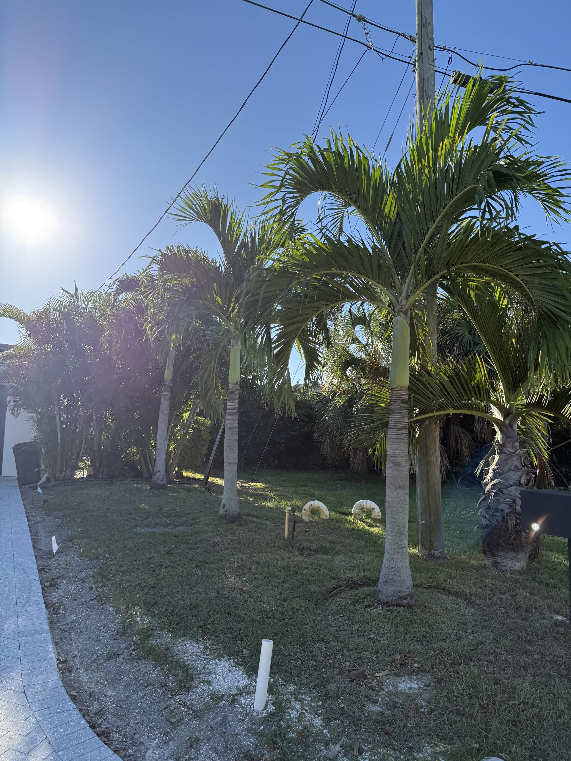 Specimen palm trees being planted in the front yard